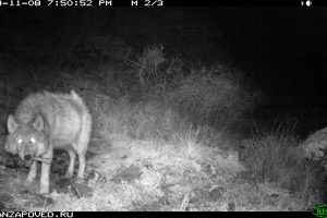 Как охотятся волки