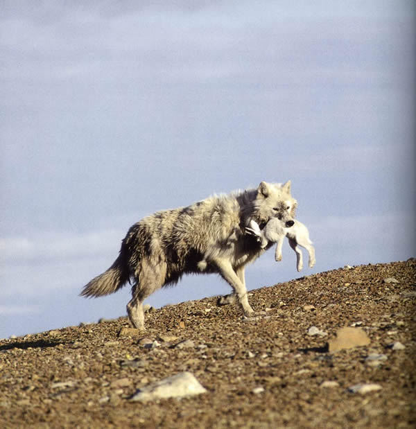 Как охотятся волки