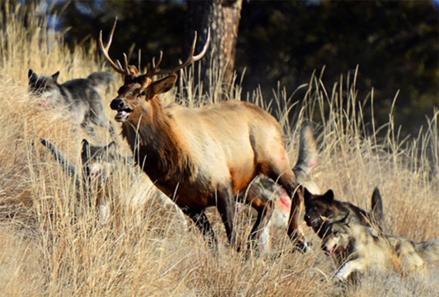 Как охотятся волки