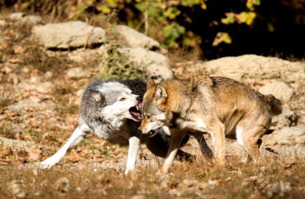 Как охотятся волки