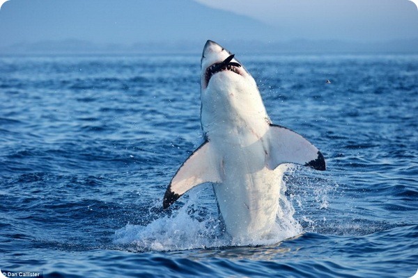 Охота белых акул на морских котиков