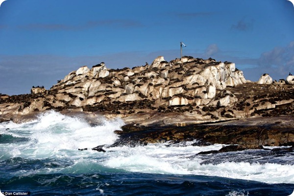 Охота белых акул на морских котиков