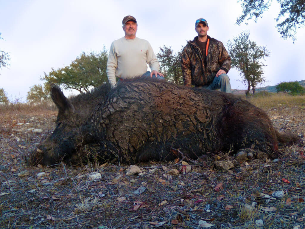 охота на кабана