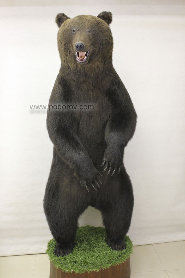 чучело медведя