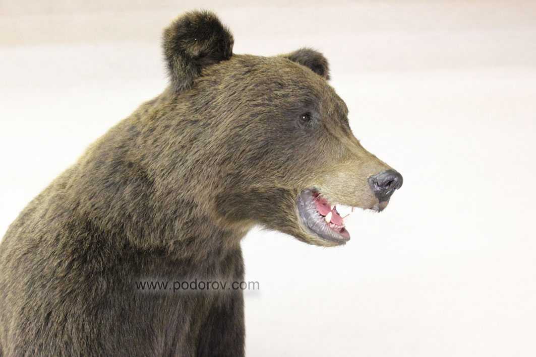 чучело бурого медведя