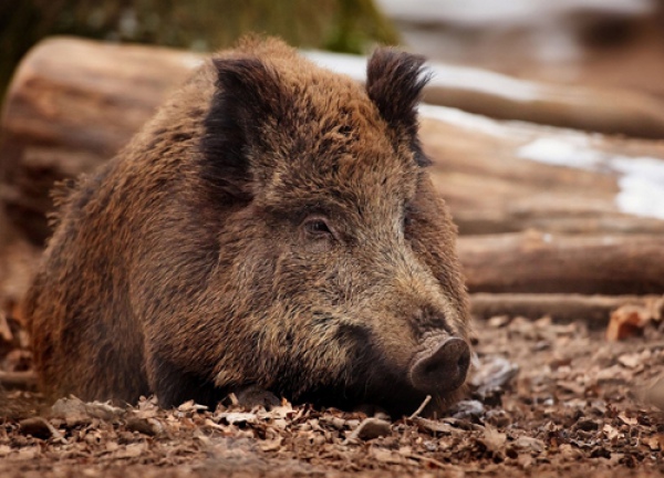 охота на кабана с подхода