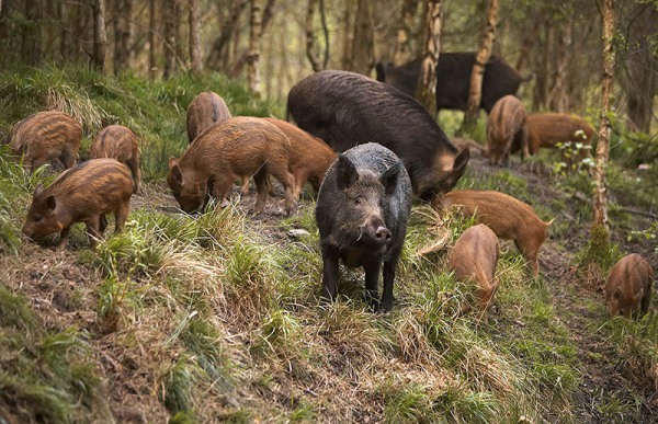 правила охоты на кабана