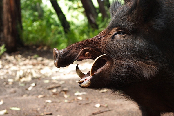 охота на кабана загоном