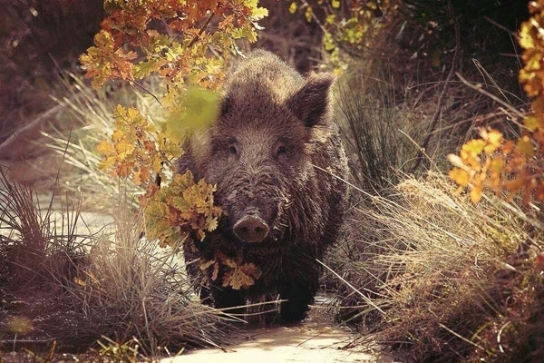 зимняя охота на кабана