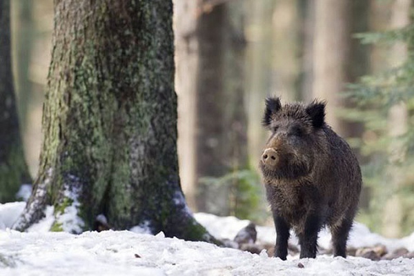 зимняя охота на кабана