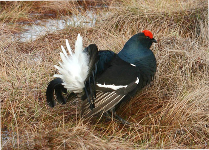 Тетерев весной