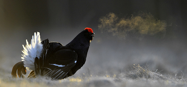 Тетерев на току