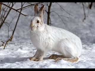 Охота с карабином скс на косулю