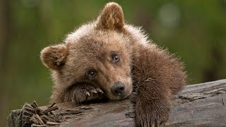 Медвежонок и пума. Трогательное видео. Никогда не сдавайся!(Отрывок из гениального фильма