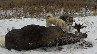 Охота #16 охота на лося(Загонная охота на лося, в этот раз на номере! В данном видео показаны действия происходящие на охоте, этот. 2014-12-25T14:29:35.000Z)