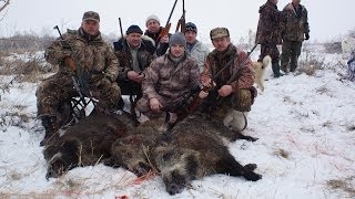 Охота на кабана. Сезон 2014.(Среда, раннее утро. Звонок прозвучал как выстрел и Макс, без всякого вступления объявил: «Надо срочно закрыт. 2014-02-08T11:24:44.000Z)