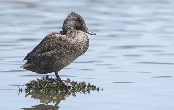 Водоплавающие-птицы-Описание-названия-и-особенности-водоплавающих-птиц-97