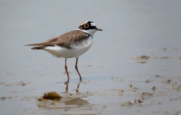 Водоплавающие-птицы-Описание-названия-и-особенности-водоплавающих-птиц-118