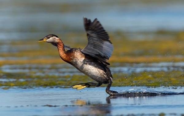 Водоплавающие-птицы-Описание-названия-и-особенности-водоплавающих-птиц-39