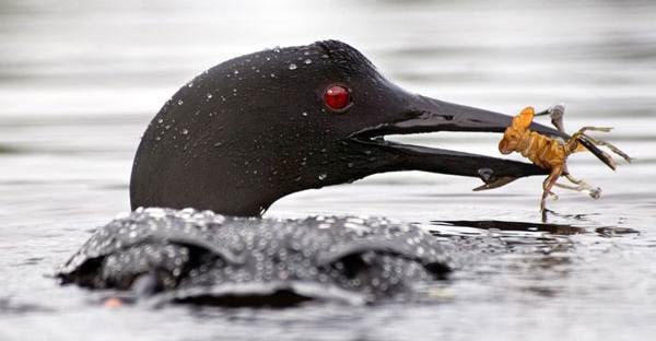 Водоплавающие-птицы-Описание-названия-и-особенности-водоплавающих-птиц-32