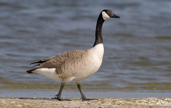 Водоплавающие-птицы-Описание-названия-и-особенности-водоплавающих-птиц-13
