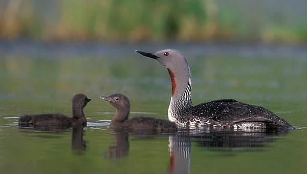 Водоплавающие-птицы-Описание-названия-и-особенности-водоплавающих-птиц-18