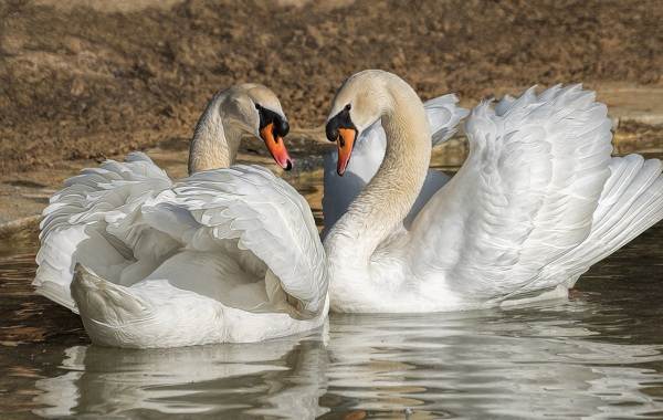 Водоплавающие-птицы-Описание-названия-и-особенности-водоплавающих-птиц-106