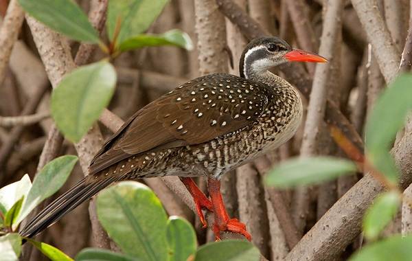 Водоплавающие-птицы-Описание-названия-и-особенности-водоплавающих-птиц-59