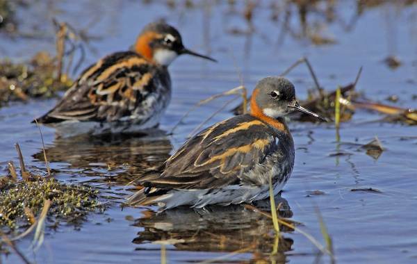 Водоплавающие-птицы-Описание-названия-и-особенности-водоплавающих-птиц-70