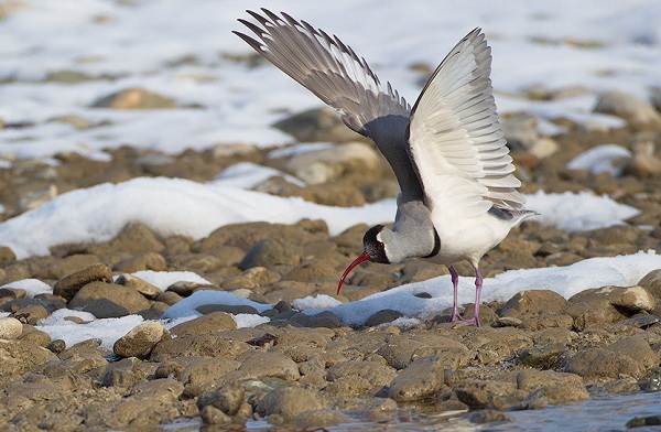 Водоплавающие-птицы-Описание-названия-и-особенности-водоплавающих-птиц-68