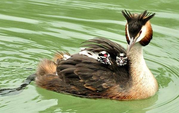 Водоплавающие-птицы-Описание-названия-и-особенности-водоплавающих-птиц-35