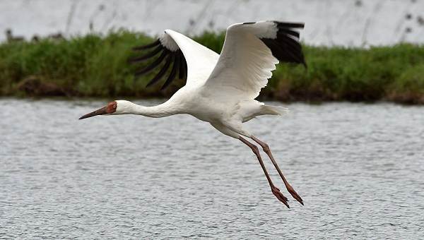 Водоплавающие-птицы-Описание-названия-и-особенности-водоплавающих-птиц-57