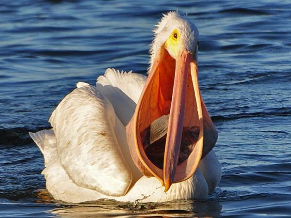 Водоплавающие-птицы-Описание-названия-и-особенности-водоплавающих-птиц-45