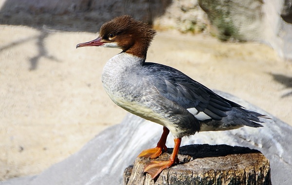 Водоплавающие-птицы-Описание-названия-и-особенности-водоплавающих-птиц-153