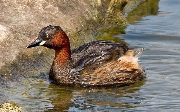 Водоплавающие-птицы-Описание-названия-и-особенности-водоплавающих-птиц-38