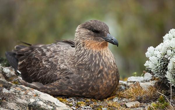 Водоплавающие-птицы-Описание-названия-и-особенности-водоплавающих-птиц-136