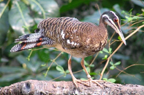 Водоплавающие-птицы-Описание-названия-и-особенности-водоплавающих-птиц-52