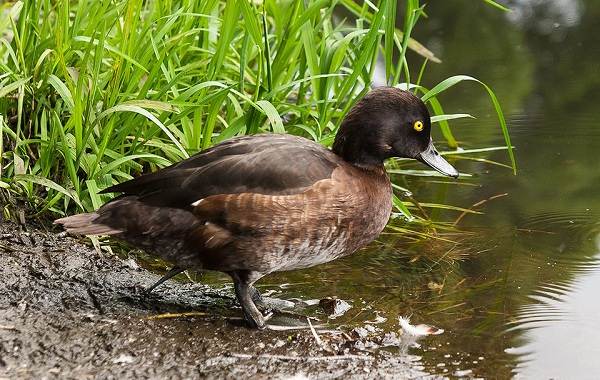 Водоплавающие-птицы-Описание-названия-и-особенности-водоплавающих-птиц-98