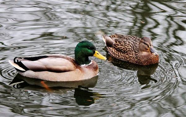 Водоплавающие-птицы-Описание-названия-и-особенности-водоплавающих-птиц-94