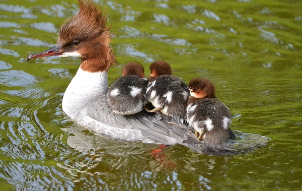 Водоплавающие-птицы-Описание-названия-и-особенности-водоплавающих-птиц-154