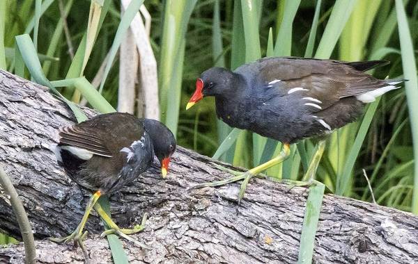Водоплавающие-птицы-Описание-названия-и-особенности-водоплавающих-птиц-130