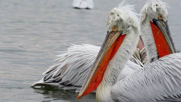 Водоплавающие-птицы-Описание-названия-и-особенности-водоплавающих-птиц-43