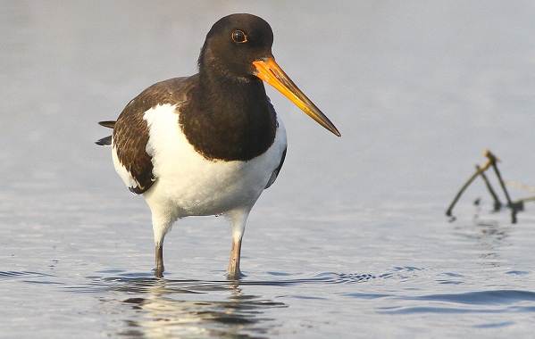 Водоплавающие-птицы-Описание-названия-и-особенности-водоплавающих-птиц-65