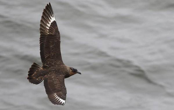 Водоплавающие-птицы-Описание-названия-и-особенности-водоплавающих-птиц-137