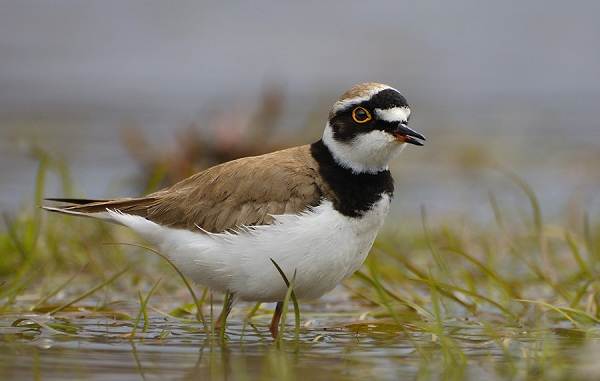 Водоплавающие-птицы-Описание-названия-и-особенности-водоплавающих-птиц-119