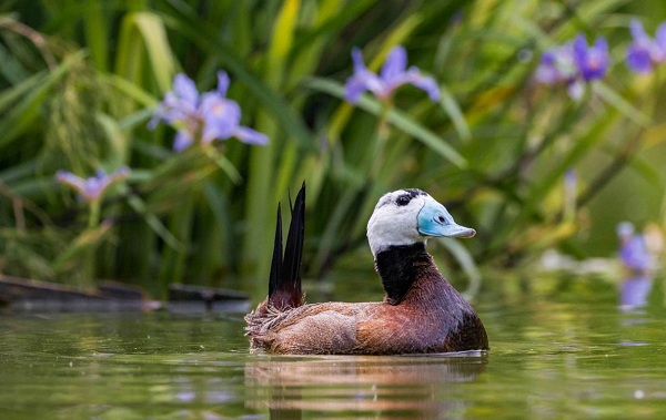 Водоплавающие-птицы-Описание-названия-и-особенности-водоплавающих-птиц-104