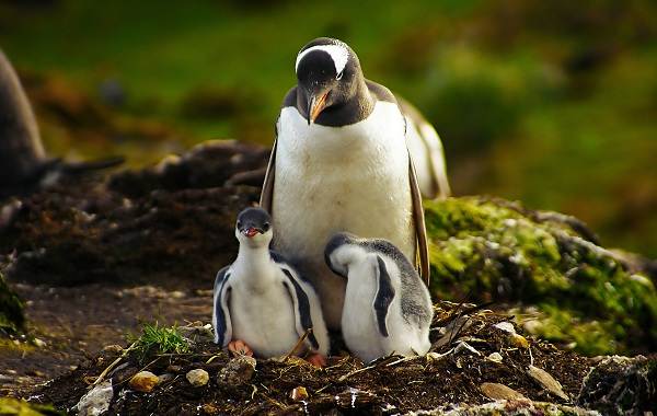 Водоплавающие-птицы-Описание-названия-и-особенности-водоплавающих-птиц-48