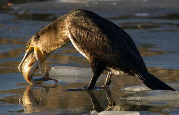 Водоплавающие-птицы-Описание-названия-и-особенности-водоплавающих-птиц-40