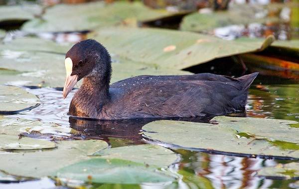 Водоплавающие-птицы-Описание-названия-и-особенности-водоплавающих-птиц-61