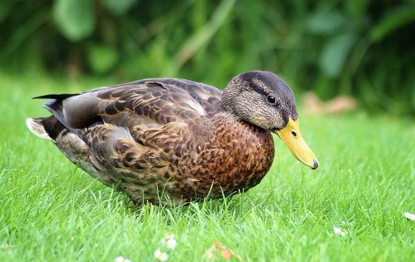 Водоплавающие-птицы-Описание-названия-и-особенности-водоплавающих-птиц-95